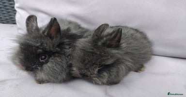 Lionhead rabbits - Advert 6