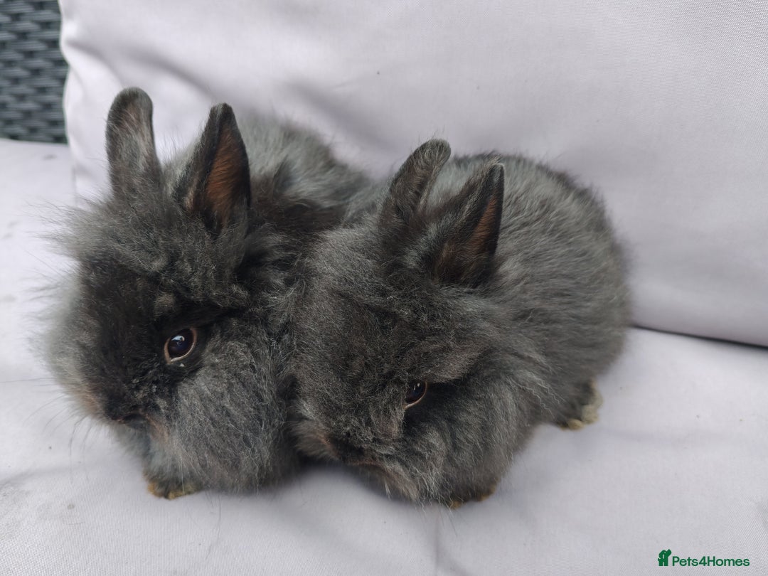 Lionhead rabbits for sale: Double maned lion head babies ready to leave now - Image 5