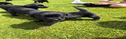Labrador Retriever dogs for sale: 9 Pedigree Black Labrador Retrievers   in Llangadog - Advert 8