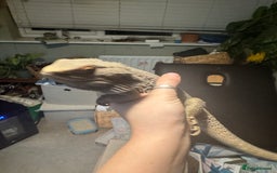 Bearded Dragon reptiles for sale: Male bearded dragons - Image 6