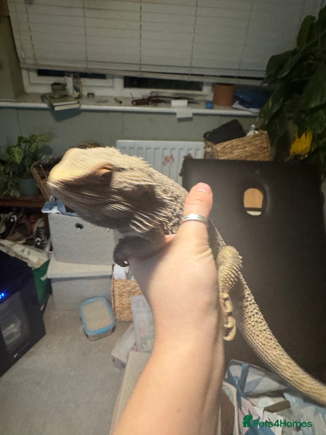 Bearded Dragon reptiles for sale: Male bearded dragons - Image 6