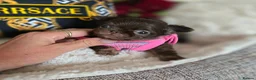 Chihuahua dogs for sale: Xx quality chocolate longcoat chihuahua puppies Xx - Advert 19