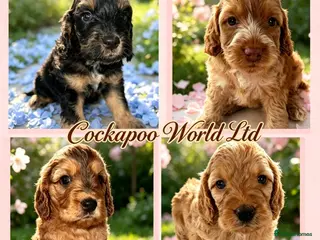 Cockapoo dogs DNA CLEAR, stunning Cockapoos - Advert 15