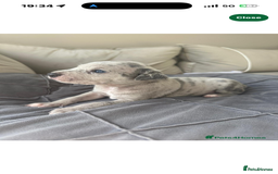Cane Corso dogs for stud: ⭐️LOKI⭐️ - Image 11