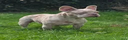French Bulldog dogs for stud: KC Isabella Merle French Bulldog Stud Blue Eye - Advert 5