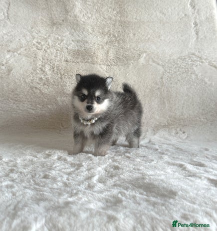 Pomsky dogs - Advert 1
