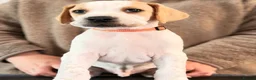 Pointer dogs for sale: Stunning Pedigree Pointer pups-will steal hearts - Advert 34