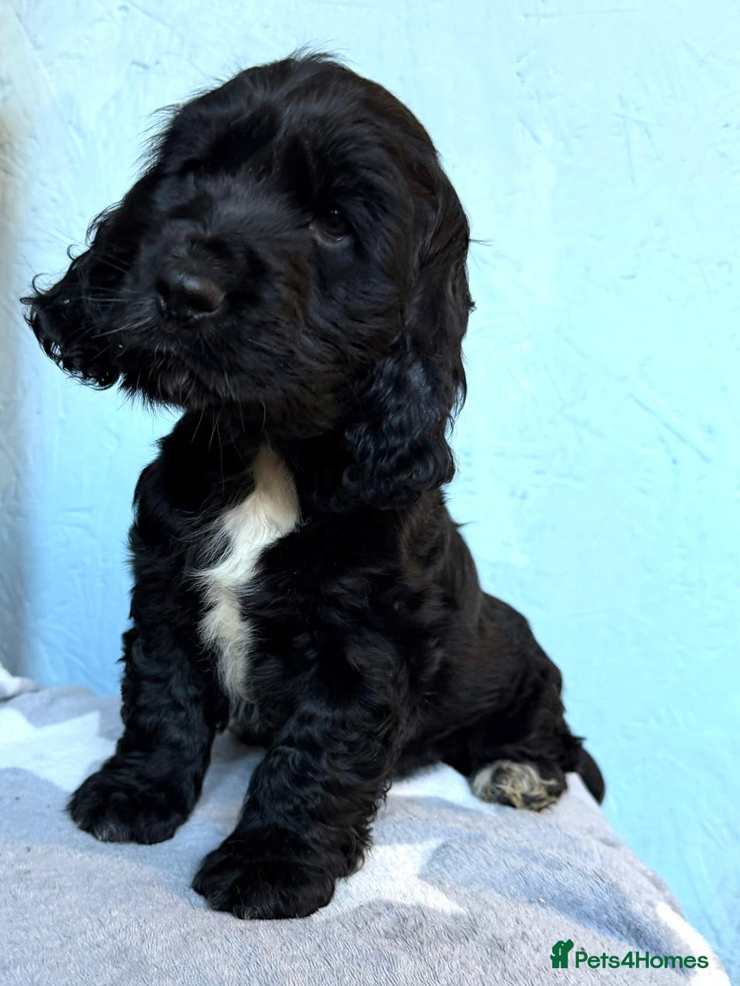 Cocker Spaniel dogs for sale: Show type Cocker Spaniel puppies  - Advert 22