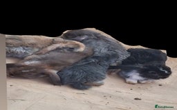 Mini Lop rabbits for sale: 6 beautiful mini lops, 3 girls 3 boys - Image 1