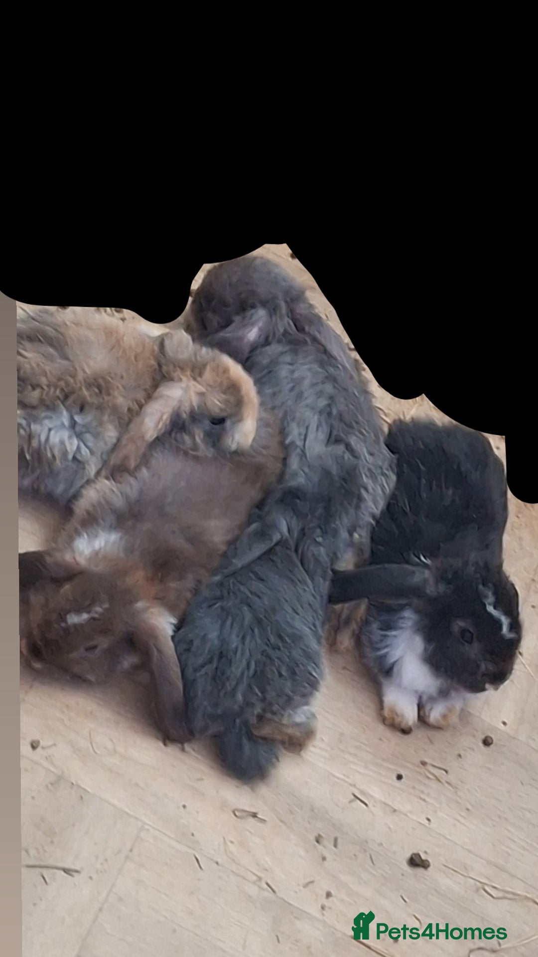 Mini Lop rabbits for sale: 6 beautiful mini lops, 3 girls 3 boys - Image 1