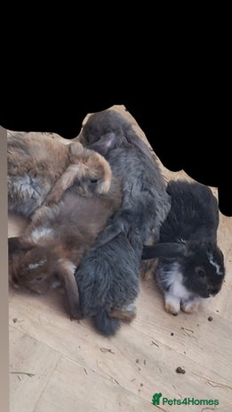 Mini Lop rabbits - Advert 5