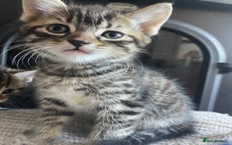 Mixed Breed cats for sale: 3 male 1 female ready now  - Image 5