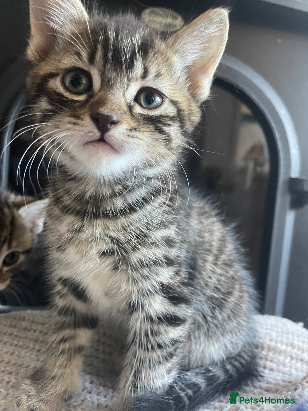 Mixed Breed cats for sale: 3 male 1 female ready now  - Image 5