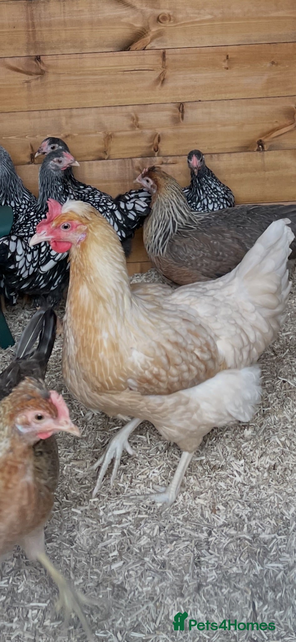 Chickens poultry Seven blue pol hens - Advert 1