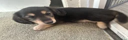 Miniature Dachshund dogs for sale: KC miniature dachshunds - Advert 6