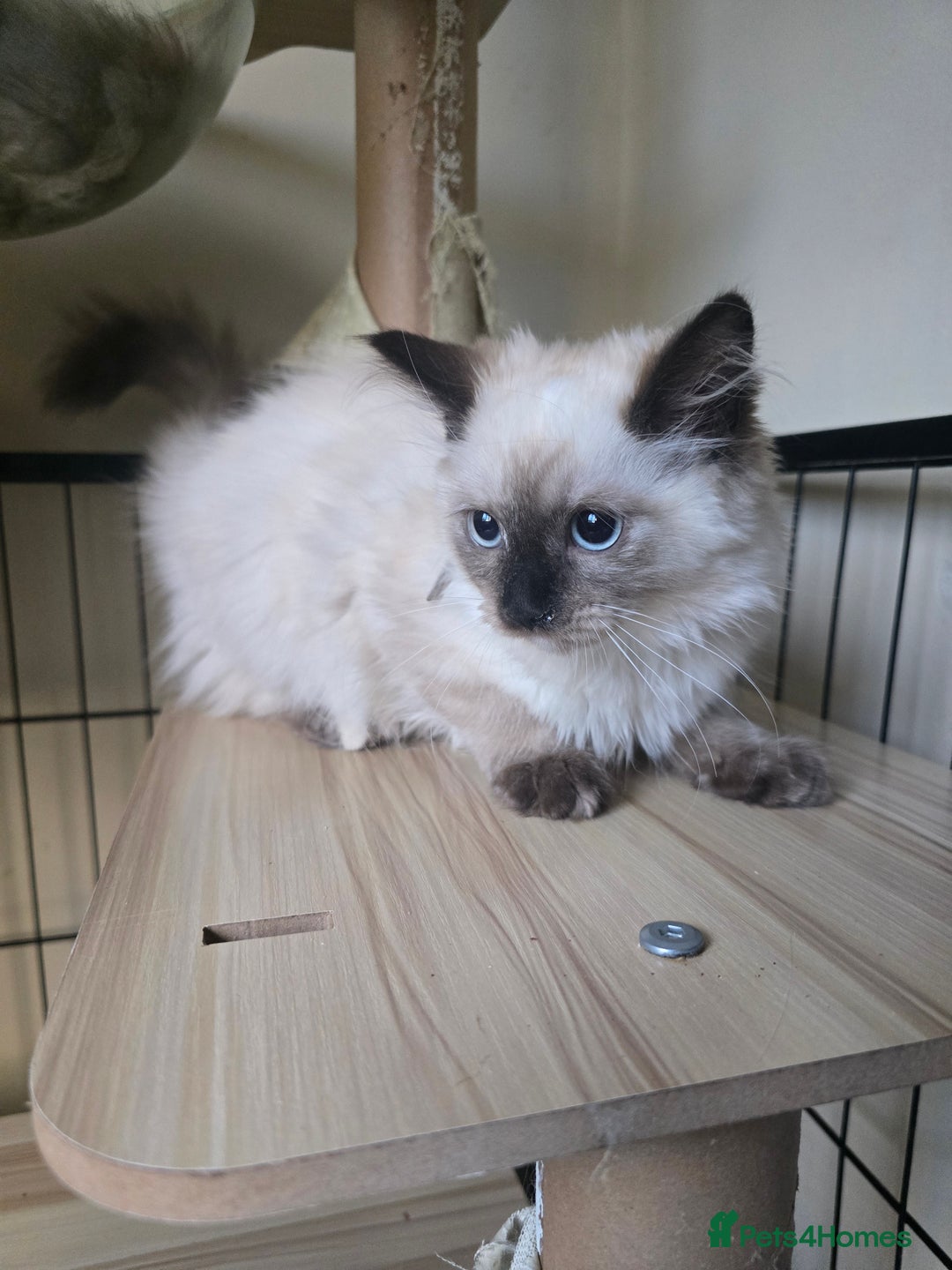 Ragdoll cats for sale: Beautiful Kittens ready to leave for new home - Image 14