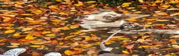 Border Collie dogs for sale: Red merle border collie - Advert 4
