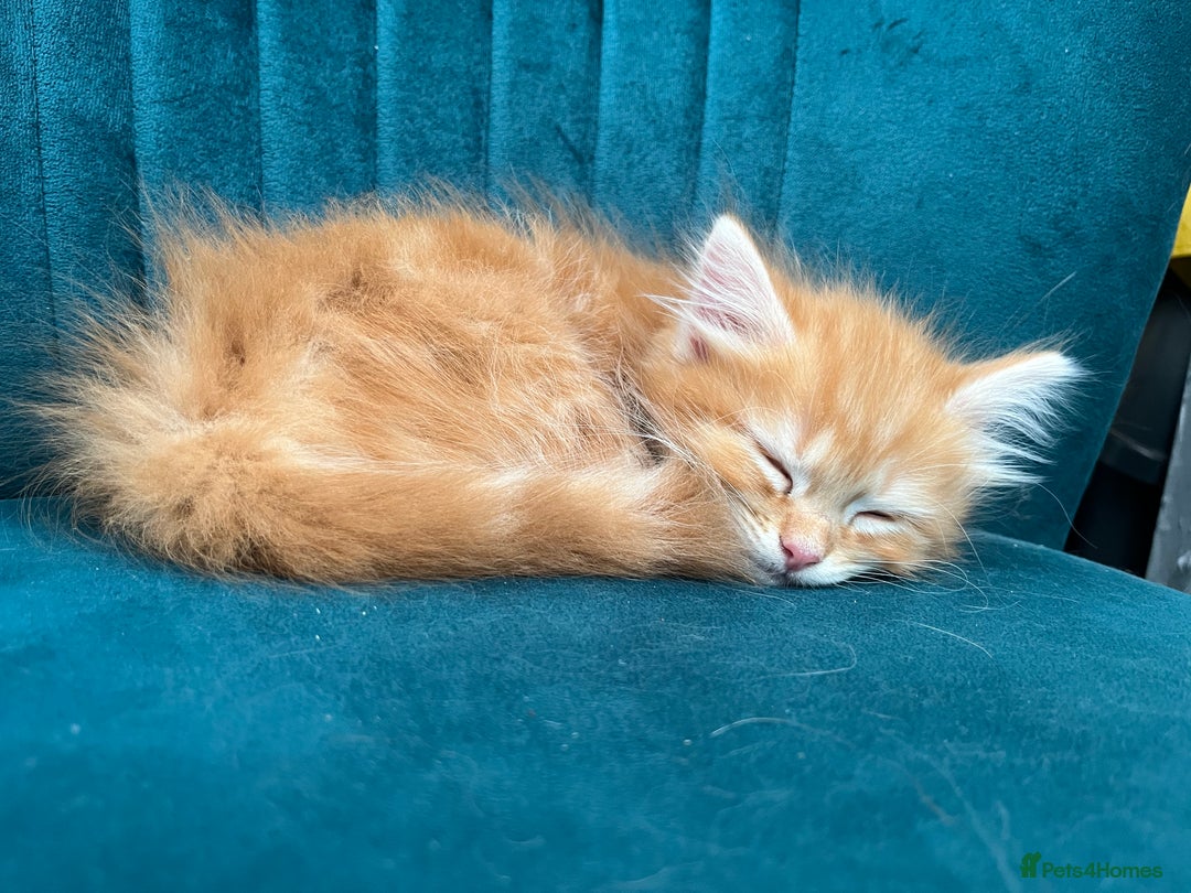 Mixed Breed cats for sale: Pair of Gorgeous ginger kittens 🐅🐅 - Image 9