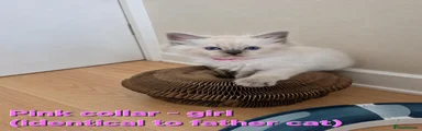 Pink collar girl
