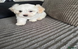 Bichon Frise dogs for sale: Four gorgeous boys and two wonderful girls - Image 6