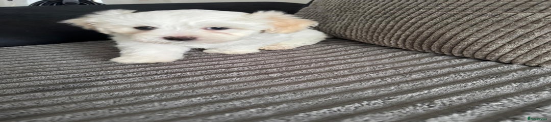 Bichon Frise Puppy 2