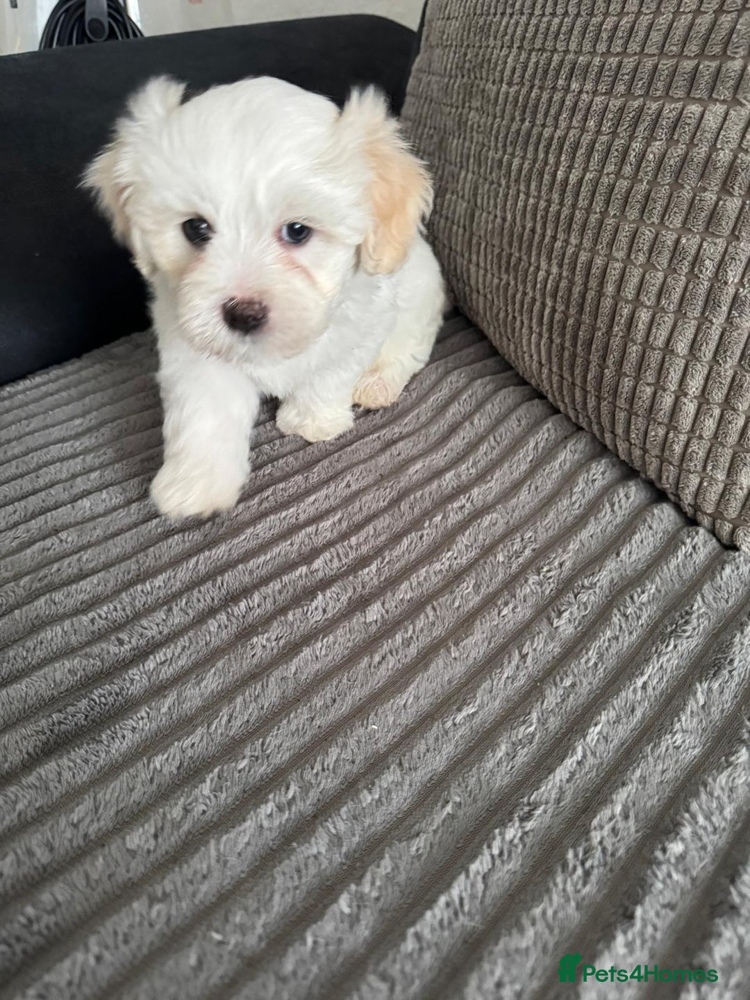 Bichon Frise dogs for sale: Four gorgeous boys and two wonderful girls - Image 6