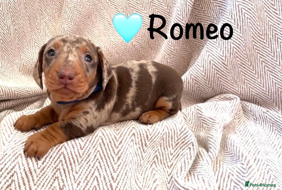 Miniature Dachshund dogs for sale: 8 MINIATURE DACHSHUNDS - Advert 8