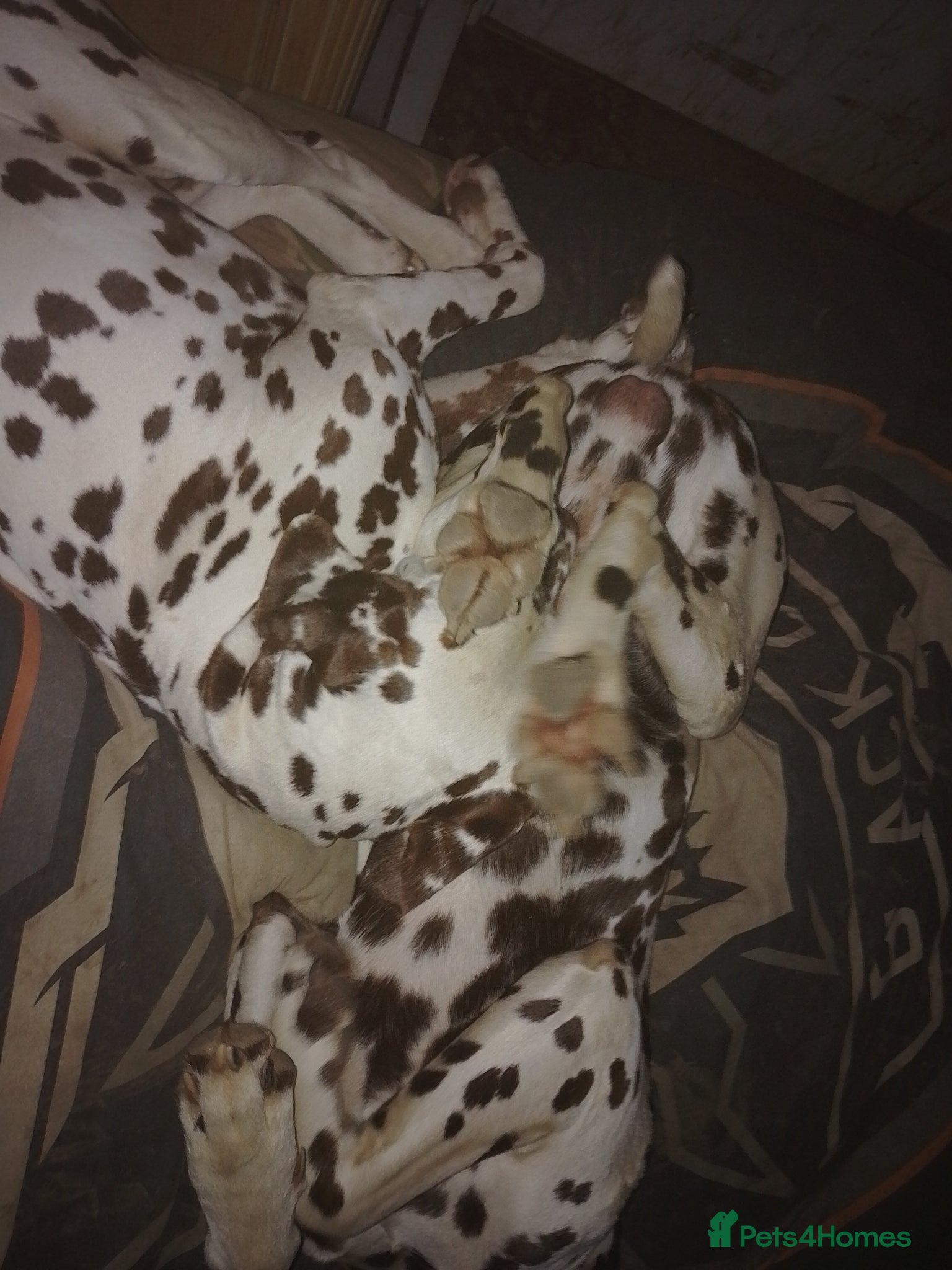 Dalmatian dogs for sale: Wonderful Dalmatians Adults Boys in Skelmersdale - Advert 2