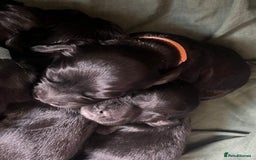 Cocker Spaniel dogs for sale: F1b cocker spaniel puppies for sale - Image 5