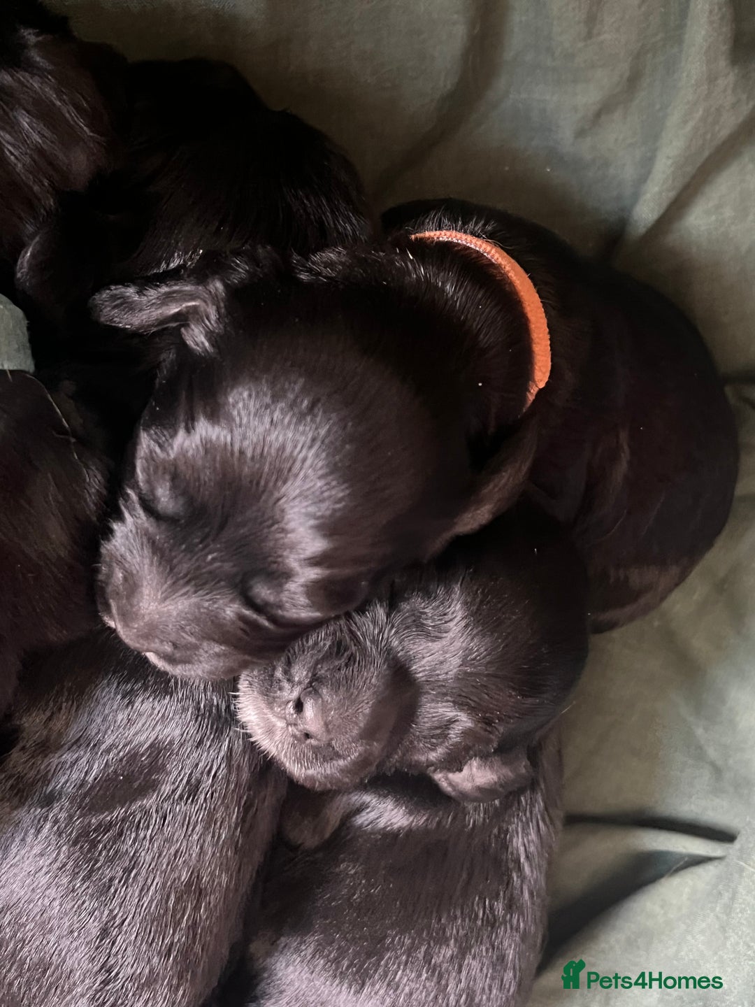 Cocker Spaniel dogs for sale: F1b cocker spaniel puppies for sale - Image 5
