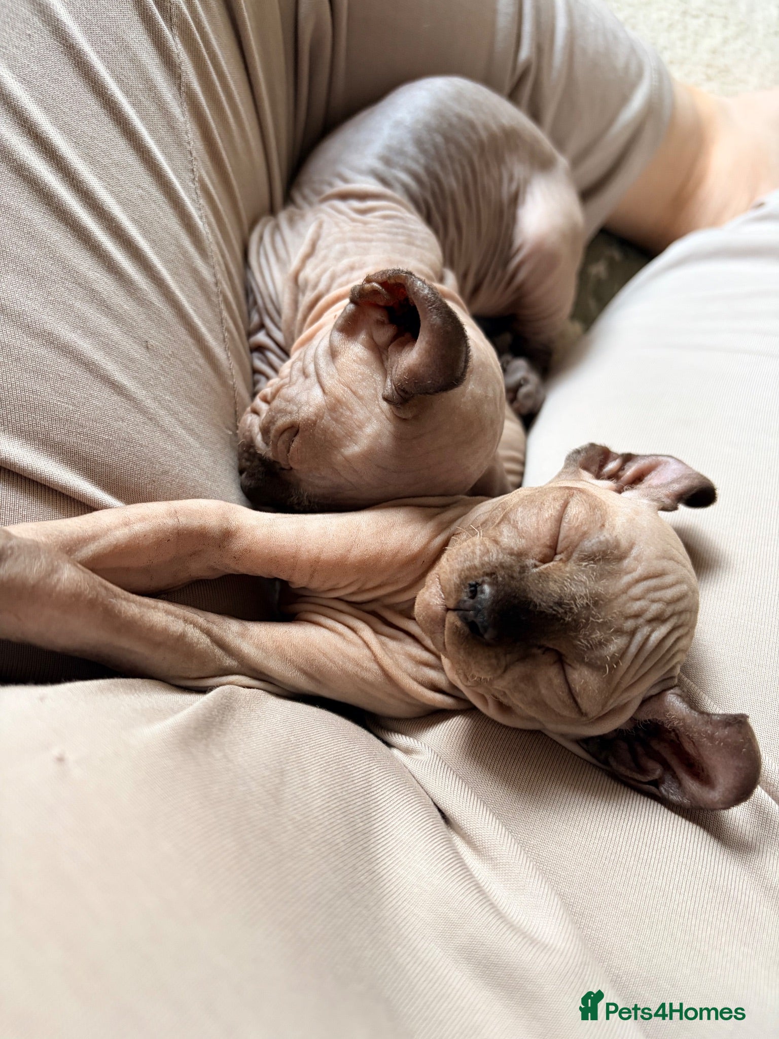 Sphynx cats Ready now Sphynx kittens - Advert 15