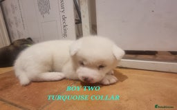 Akita dogs for sale: Akita puppies ready 7th December - Advert 14