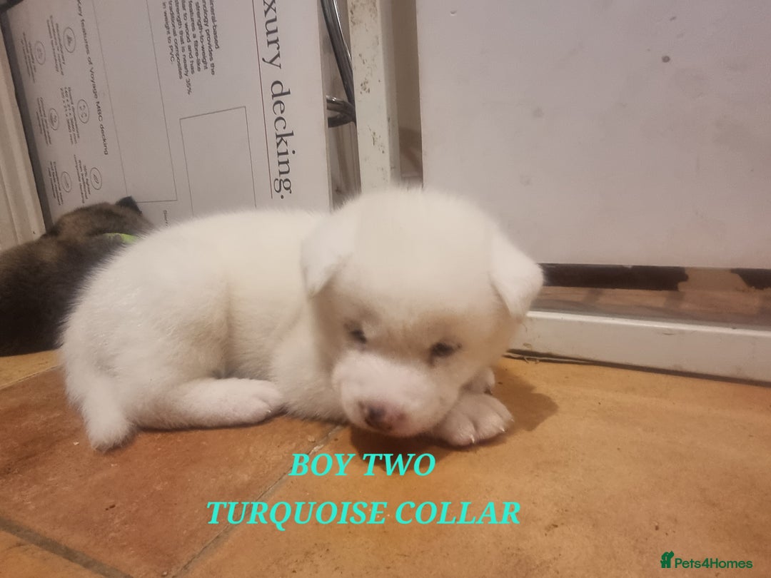 Akita dogs for sale: Akita puppies ready 7th December - Advert 14