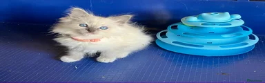 Ragdoll 7 - Pink girl (2 litter)