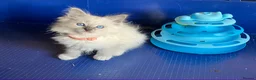 Ragdoll cats for sale: GCCF Ragdoll 🏆Champion Bloodline🌟5-Gen Pedigrees - Advert 34