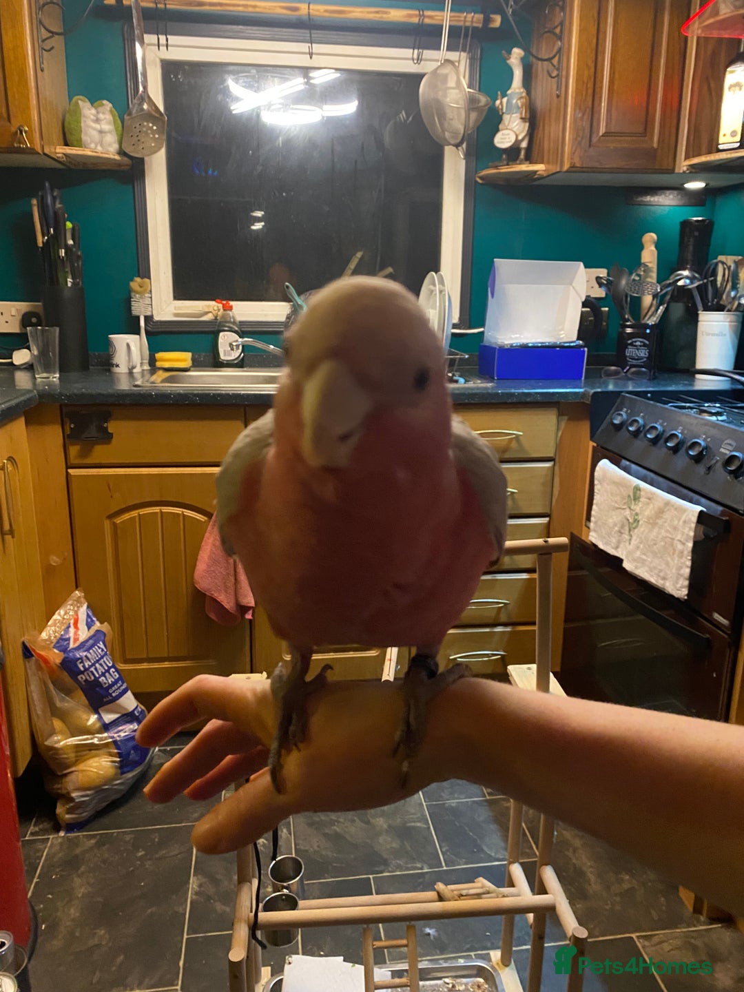 Cockatoo birds for sale: 10 month old male galah cockatoo - Advert 3