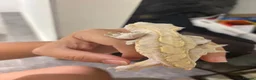 Lizard reptiles for sale: Lilly white Male to go in Basildon - Advert 6