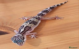 Leopard Gecko reptiles for sale: Baby Leopard Gecko - Mack Snow Morph - Image 7