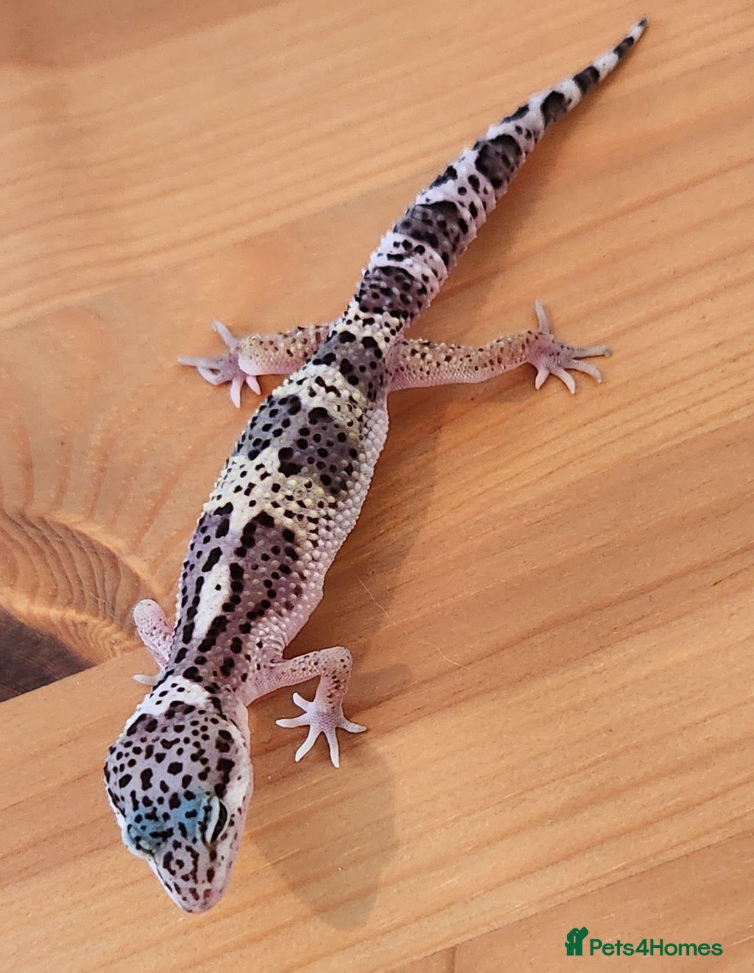Leopard Gecko reptiles for sale: Baby Leopard Gecko - Mack Snow Morph - Image 7