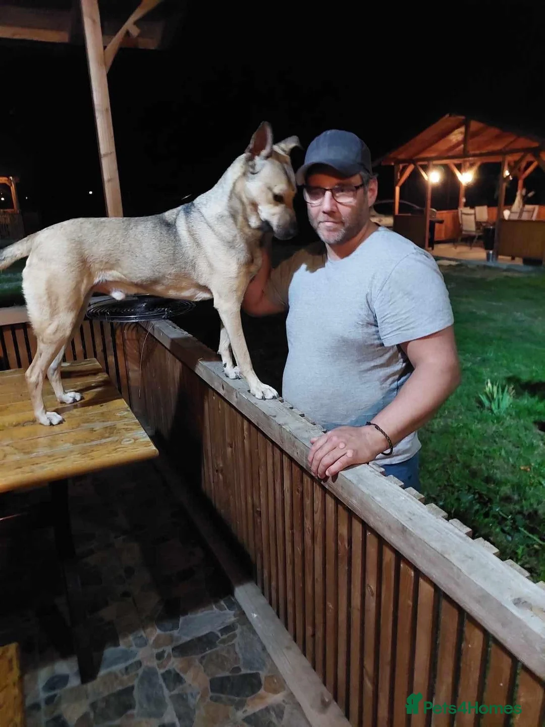 Mixed Breed dogs for adoption: Gabriel - Norwich Norfolk  - Advert 39