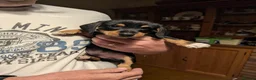 Mixed Breed dogs for sale: Miniature Dachshund x Jack Russell x Yorkshire ter - Advert 12