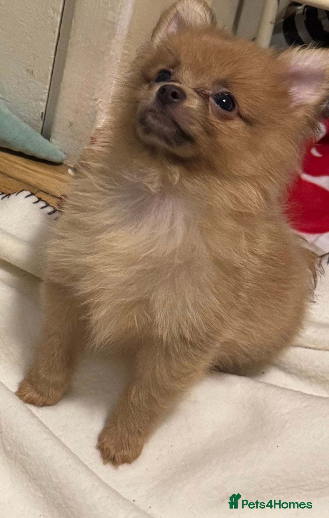 Pomeranian dogs for sale: Pomeranian puppies (Spitz) - Advert 8