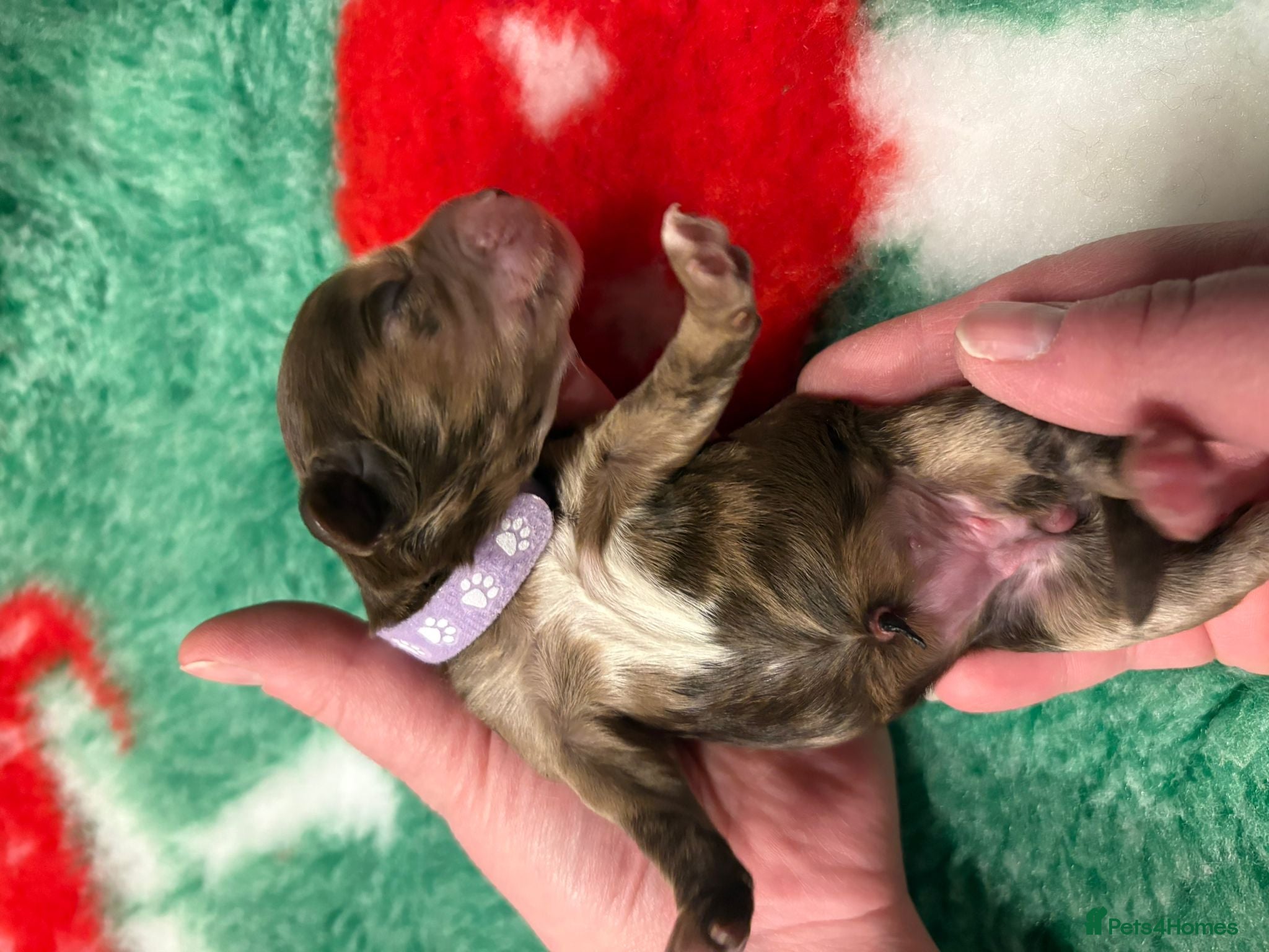 Cockapoo dogs for sale: STUNNING F1 COCKAPOOS  - Advert 6