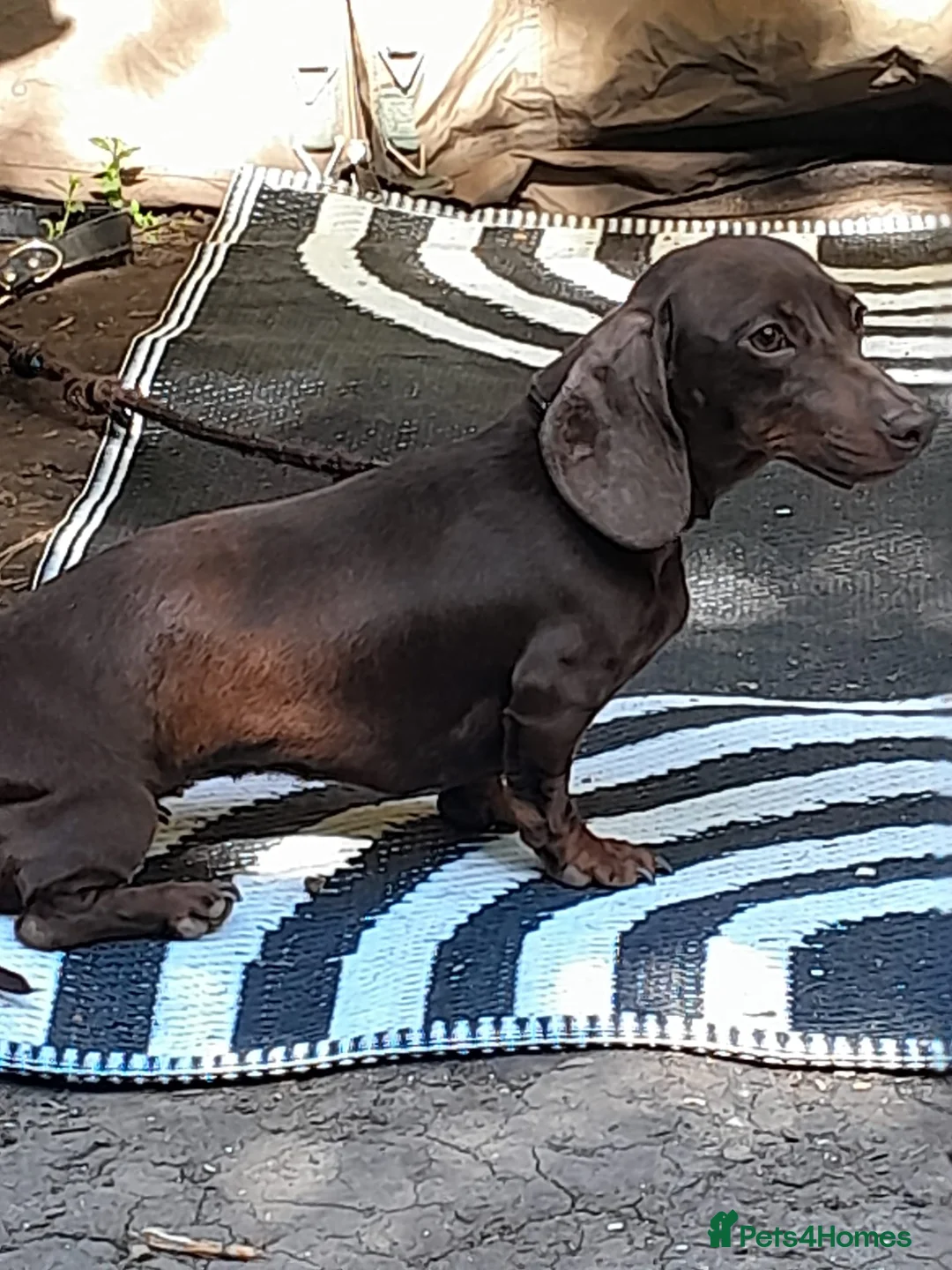 Miniature Dachshund dogs for sale: Beautiful tiny miniature dashound - Advert 2