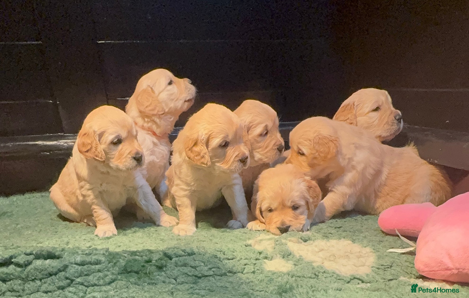Golden Retriever dogs Golden Retriever Puppies for sale  - Advert 2