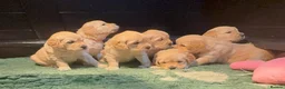 Golden Retriever dogs for sale: Golden Retriever Puppies for sale  - Advert 1