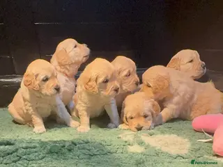 Golden Retriever dogs Golden Retriever Puppies for sale - Advert 2