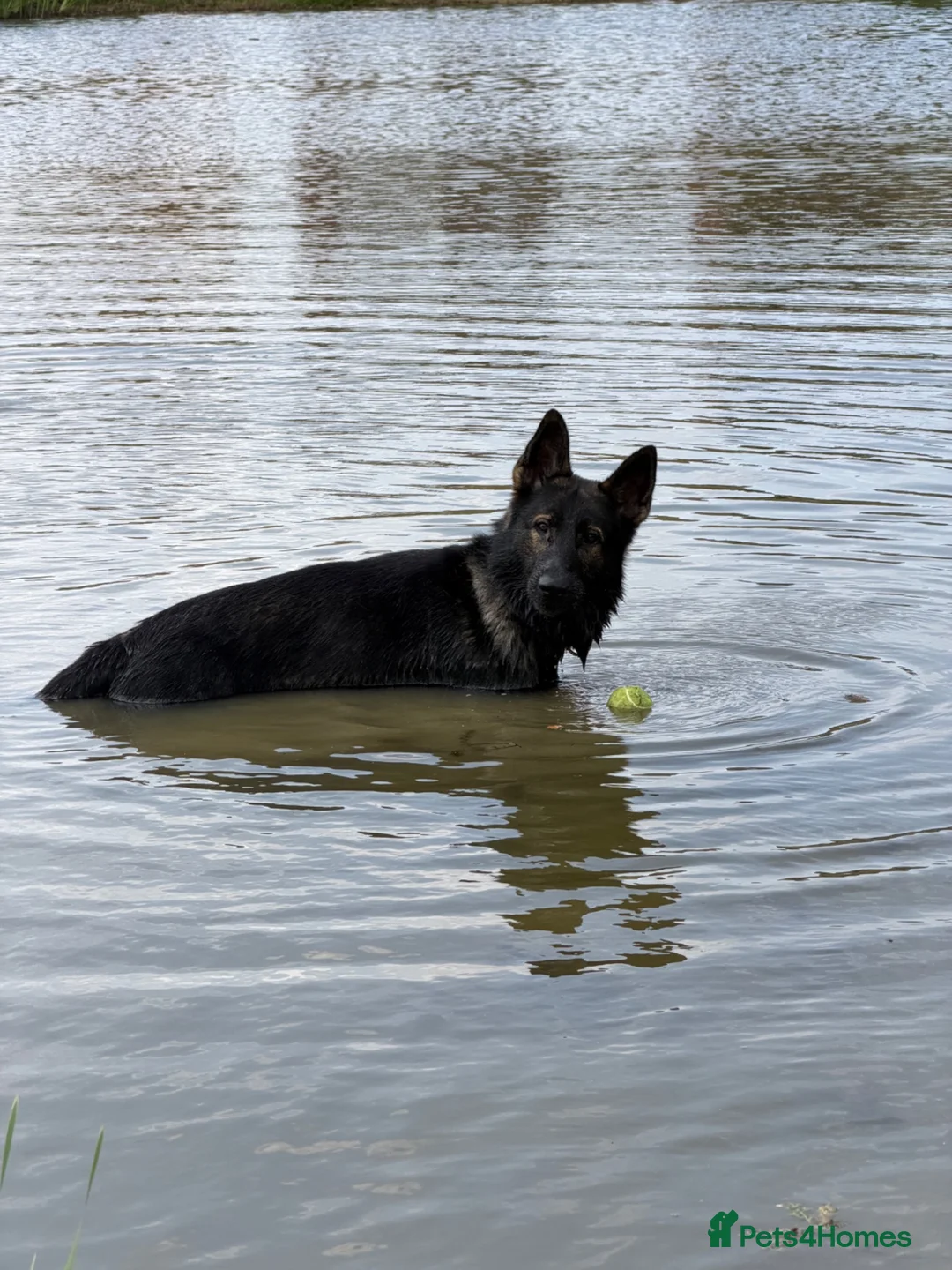 German Shepherd dogs for sale: KC registered German Shepard  in Dunmow - Advert 7