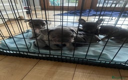 French Bulldog dogs for sale: French bull dog puppies  - Image 22