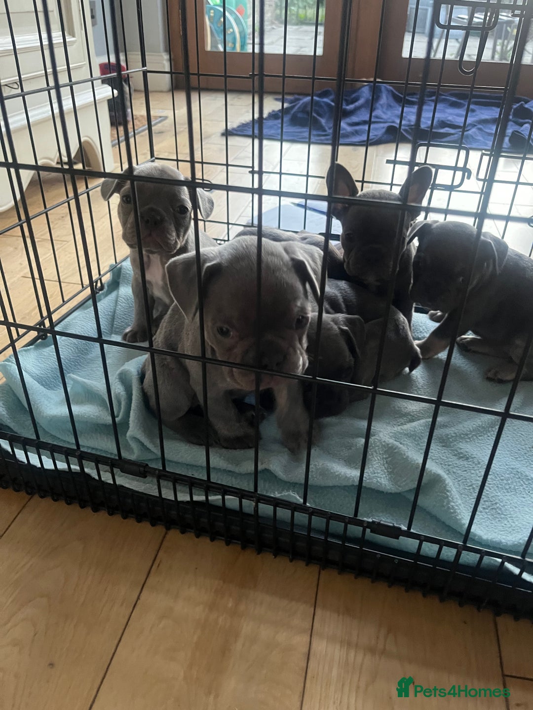 French Bulldog dogs for sale: French bull dog puppies  - Image 22